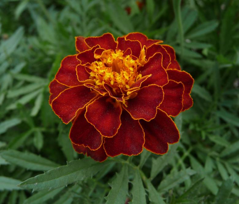 Free stock image of Flower in the Garden created by Pixabay