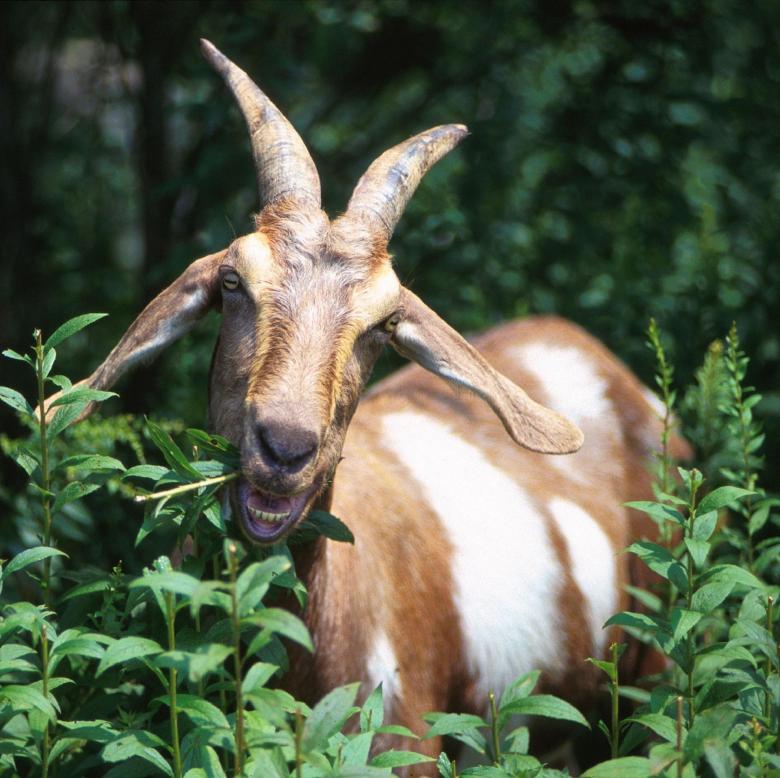 Free stock image of Wild Goat created by Pixabay