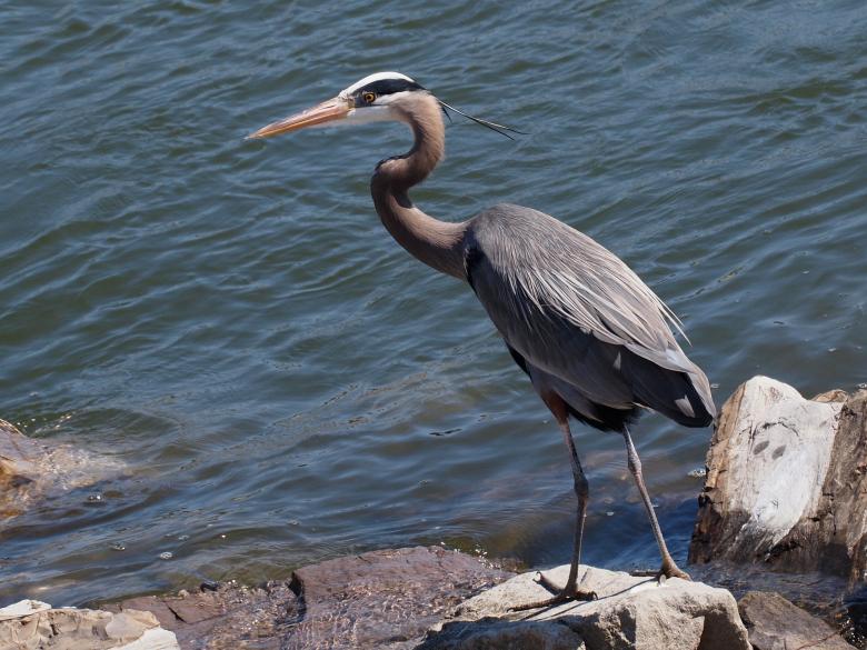 Free stock image of Great Blue Heron created by Pixabay