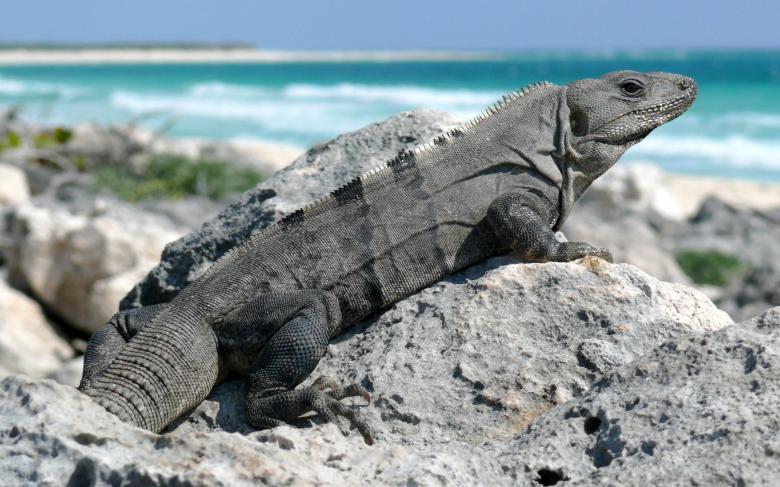 Free stock image of Iguana created by Pixabay