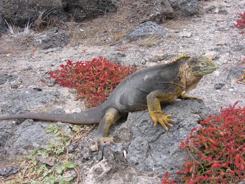 Free stock image of Iguana created by Pixabay