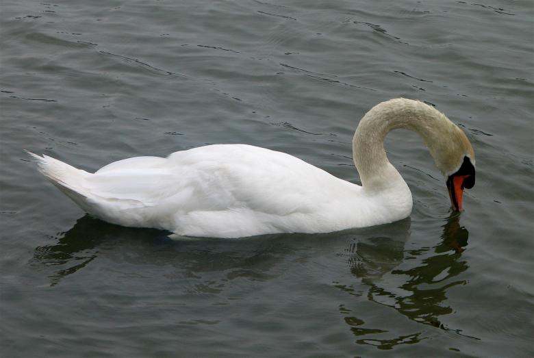 Free stock image of Swan in the Lake created by Pixabay