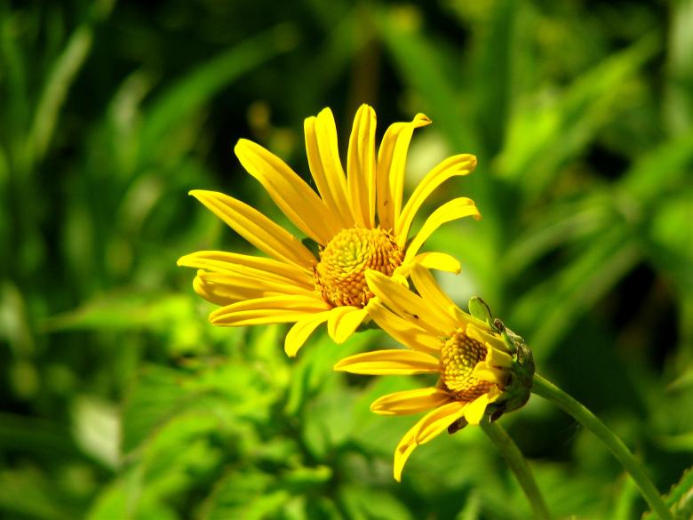 Free stock image of Garden created by Pixabay