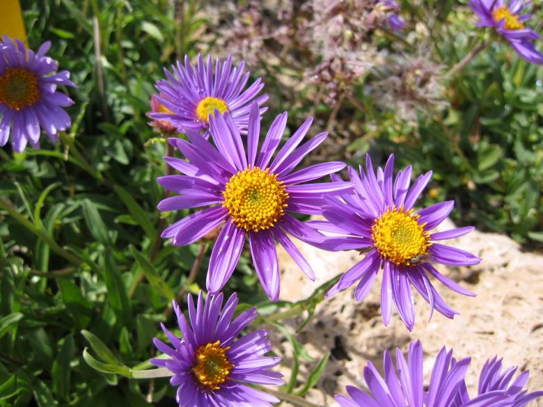 Free stock image of Purple Flowers created by Pixabay
