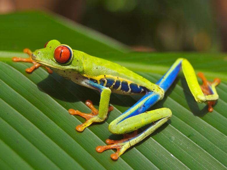 Free stock image of Colorful Frog created by Pixabay