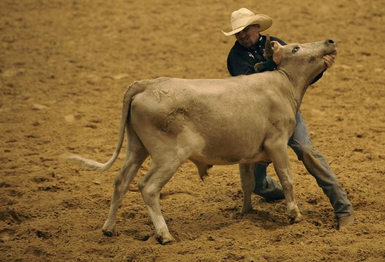 Free stock image of Taming the Bull created by Pixabay
