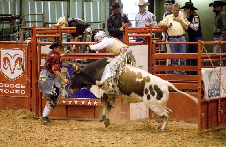 Free stock image of Bull Riding created by Pixabay