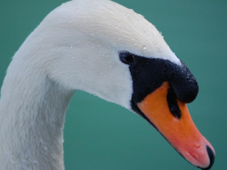 Free stock image of Swan Upclose created by Pixabay