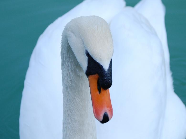 Free stock image of White Swan created by Pixabay