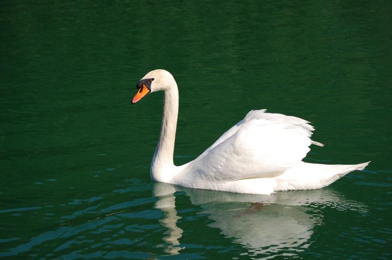 Free stock image of Floating in the River created by Pixabay