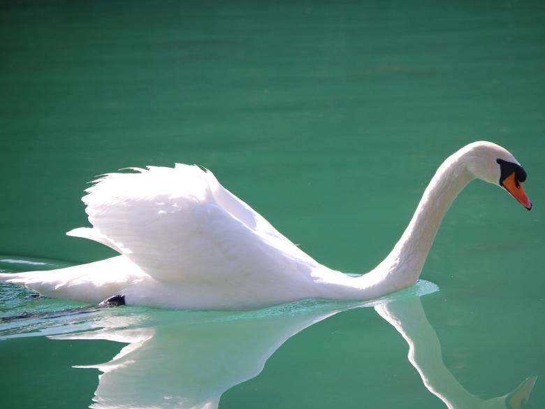 Free stock image of Swan in the Lake created by Pixabay