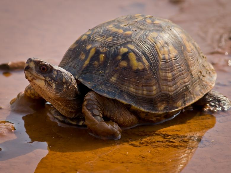 Free stock image of Turtle in the Water created by Pixabay
