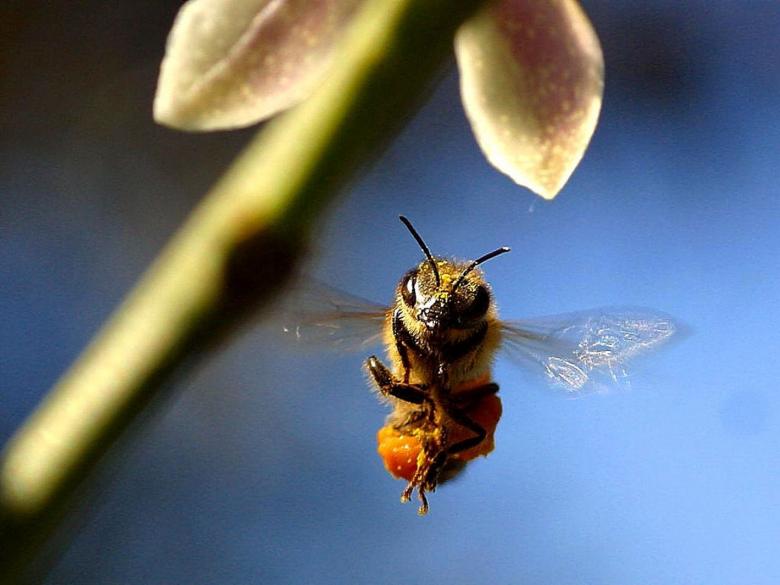 Free stock image of Bee in the Garden created by Pixabay