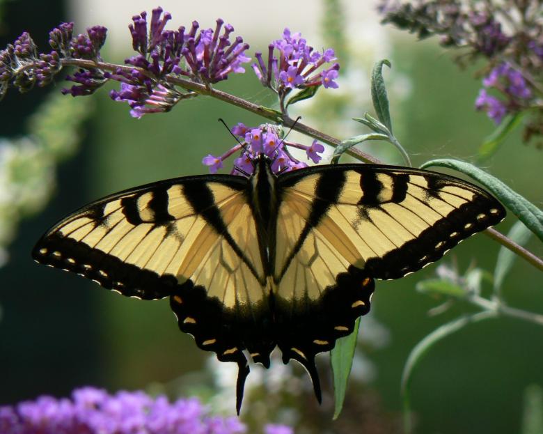 Free stock image of Butterfly in the Garden created by Pixabay