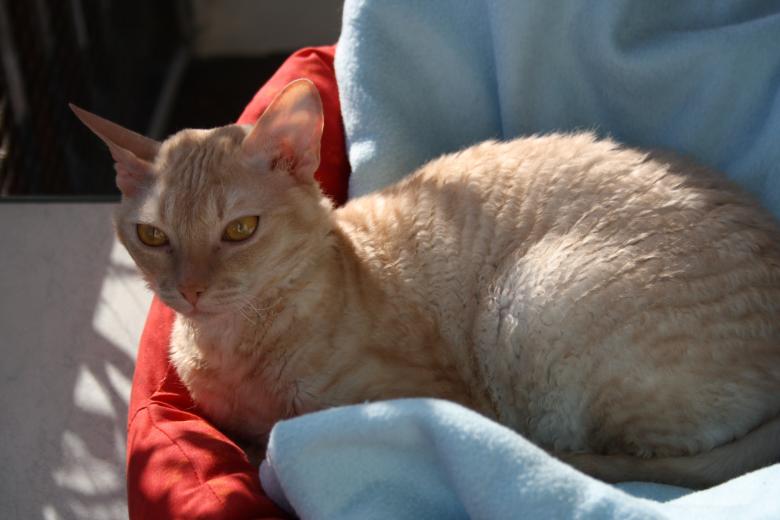 Free stock image of Pet Cat created by Pixabay