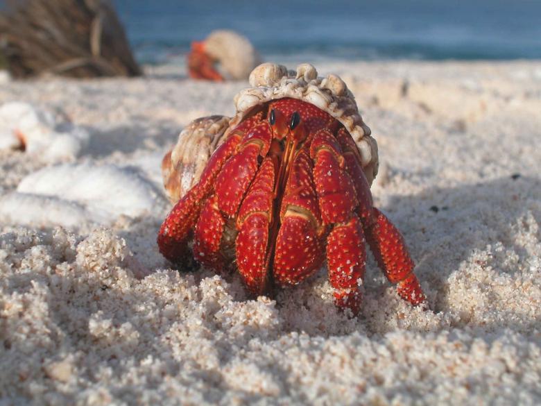 Free stock image of Crab on the Beach created by Pixabay