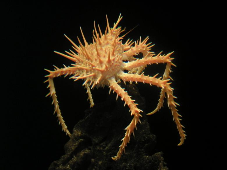 Free stock image of Thorny Crab created by Pixabay