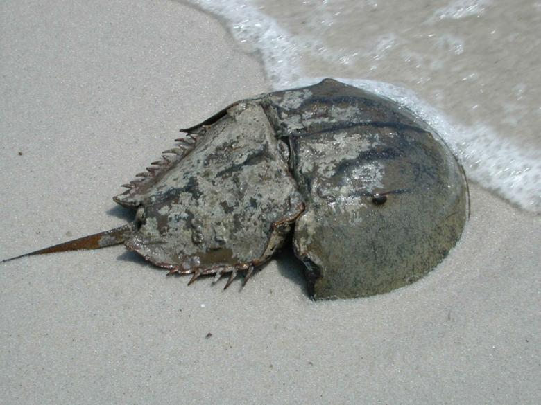 Free stock image of Crab on the Shore created by Pixabay