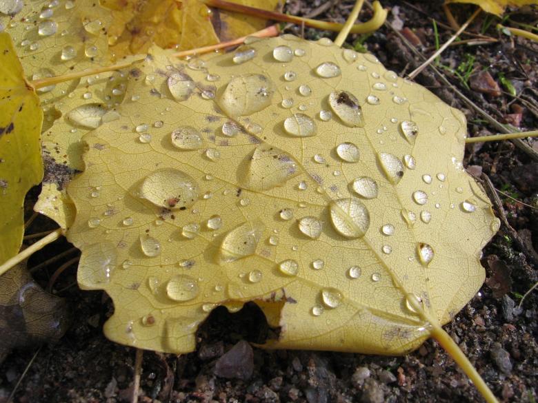 Free stock image of Raindrops on the Leave created by Pixabay