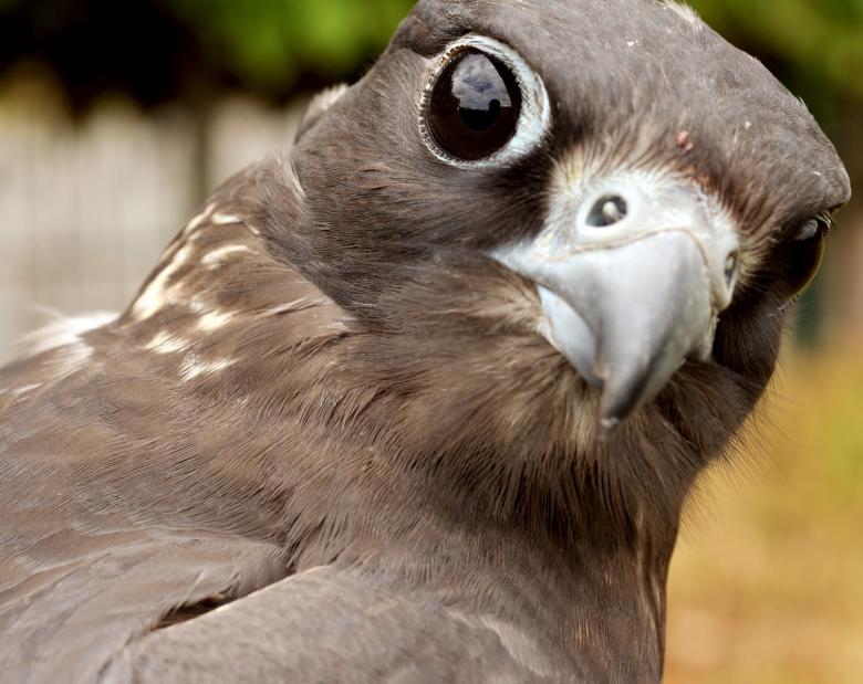 Free stock image of Falcon Upclose created by Pixabay