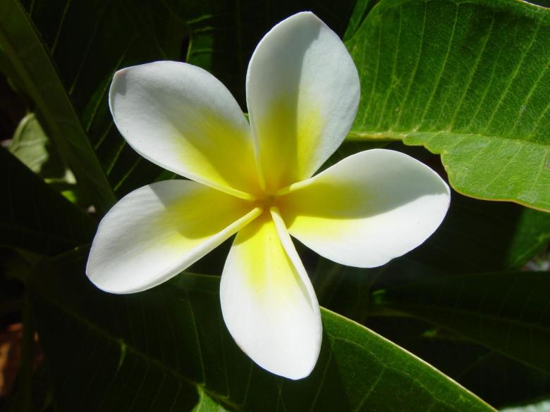 Free stock image of White Flower in the Garden created by Pixabay