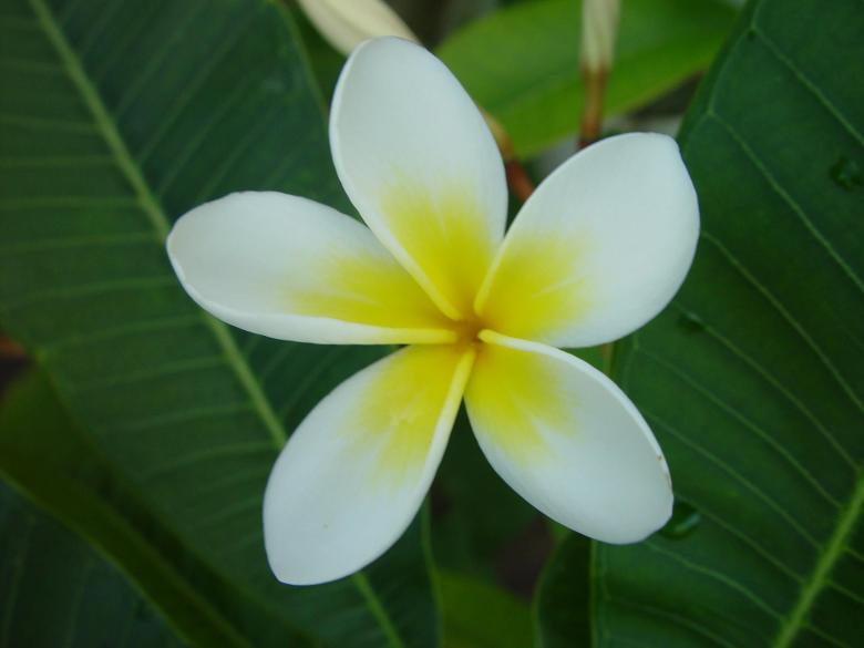 Free stock image of White Flowers created by Pixabay
