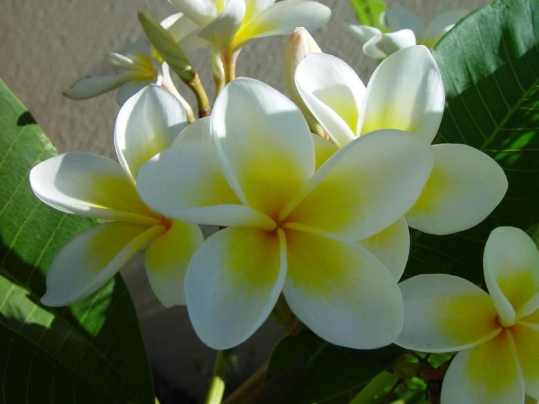 Free stock image of White Flowers created by Pixabay