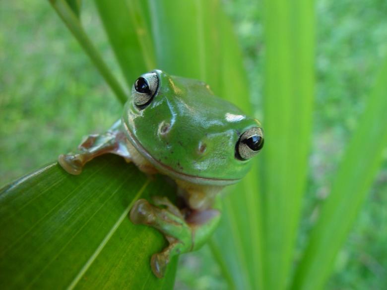 Free stock image of Frog Upclose created by Pixabay