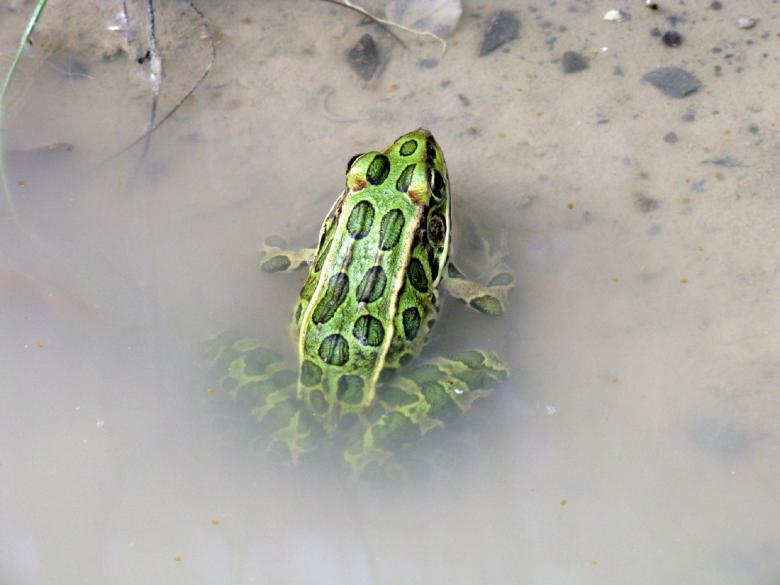 Free stock image of Green Frog created by Pixabay