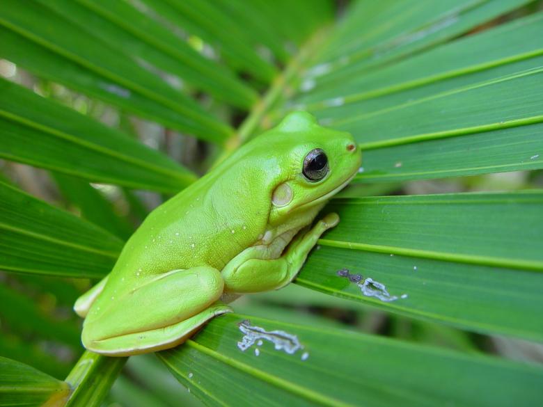 Free stock image of Green Frog created by Pixabay