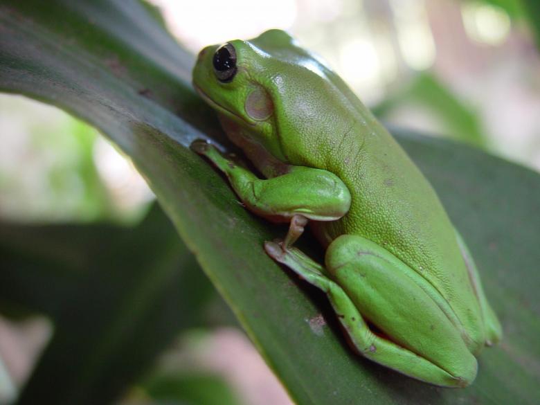 Free stock image of Green Frog created by Pixabay
