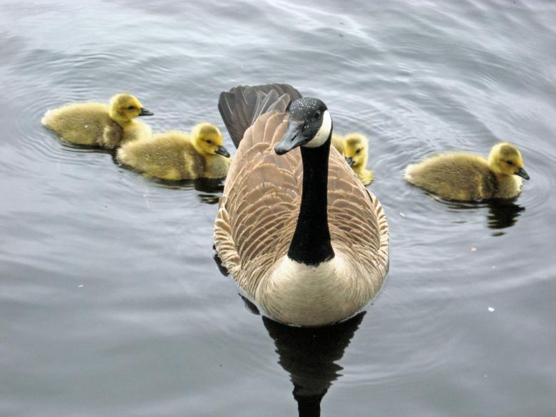 Free stock image of Geese in the Lake created by Pixabay