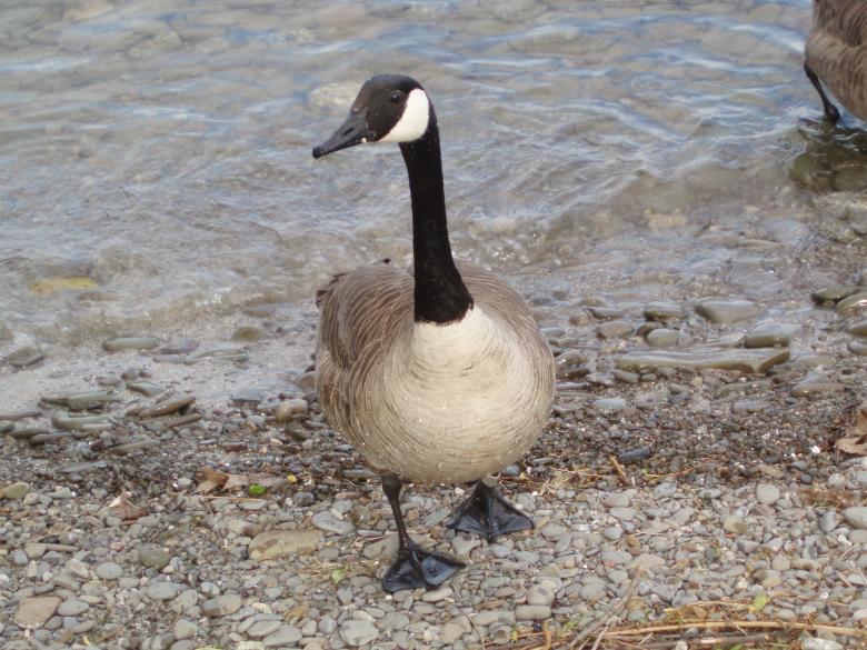 Free stock image of Goose on the Shore created by Pixabay