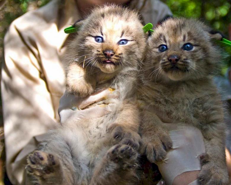 Free stock image of Kittens in the Zoo created by Pixabay