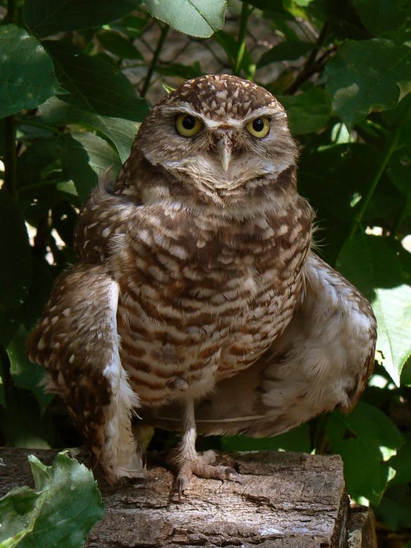 Free stock image of Owl on the Tree created by Pixabay