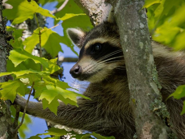 Free stock image of Raccoon on the Tree created by Pixabay