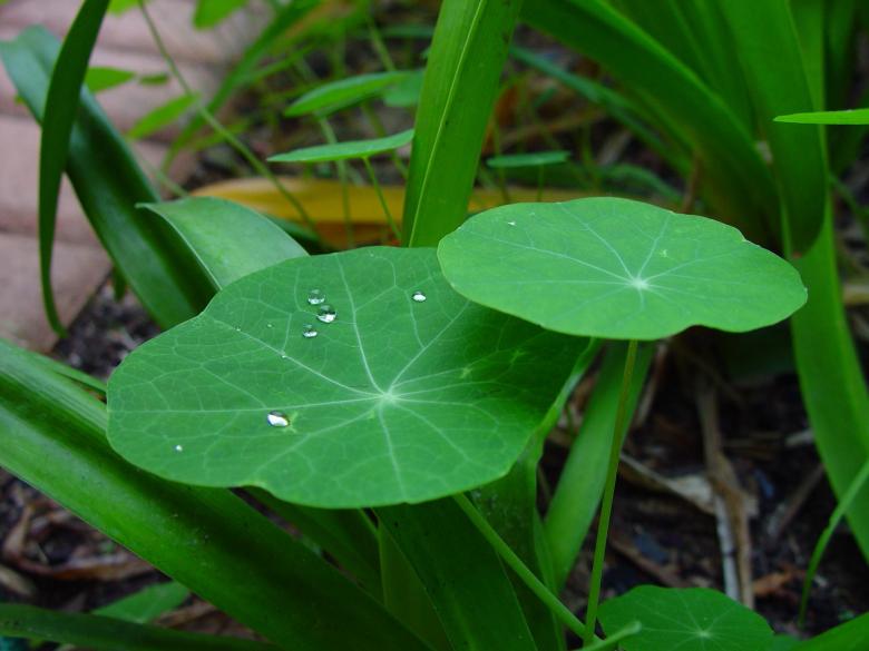 Free stock image of Raindrops on the Leave created by Pixabay
