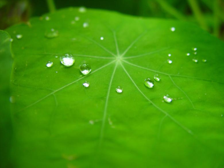 Free stock image of Raindrops on the Leave created by Pixabay