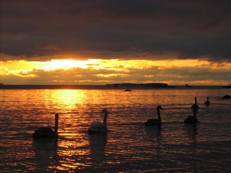 Free stock image of Swans in the River created by Pixabay