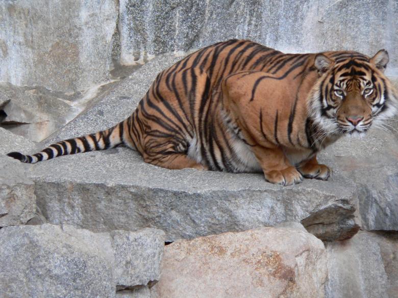 Free stock image of Tiger Staring created by Pixabay