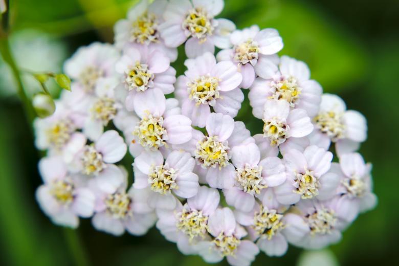Free stock image of Tiny flowers created by Mikhail