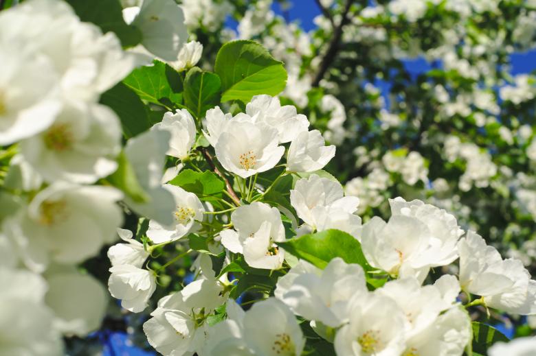 Free stock image of Blooming tree created by Mikhail