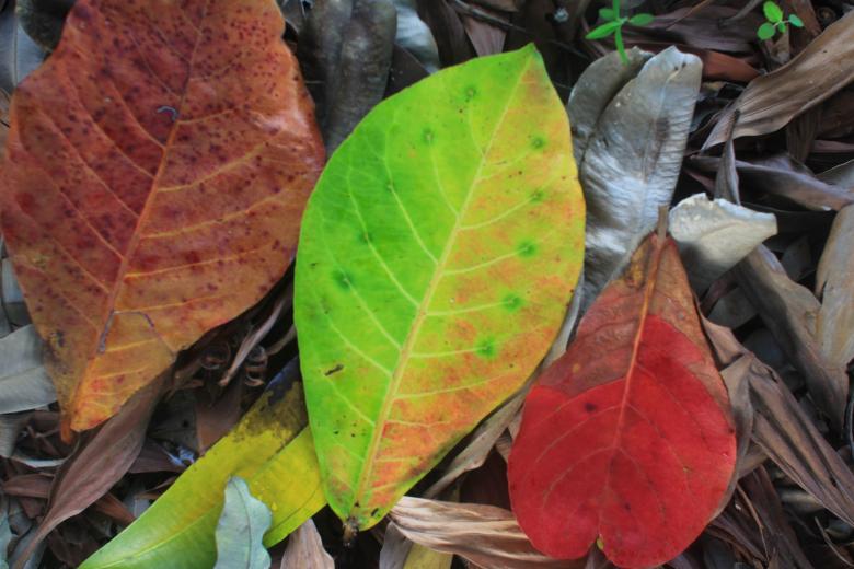 Free stock image of Fallen Leaves created by Ronny
