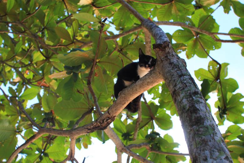 Free stock image of Wild Cat created by Ronny
