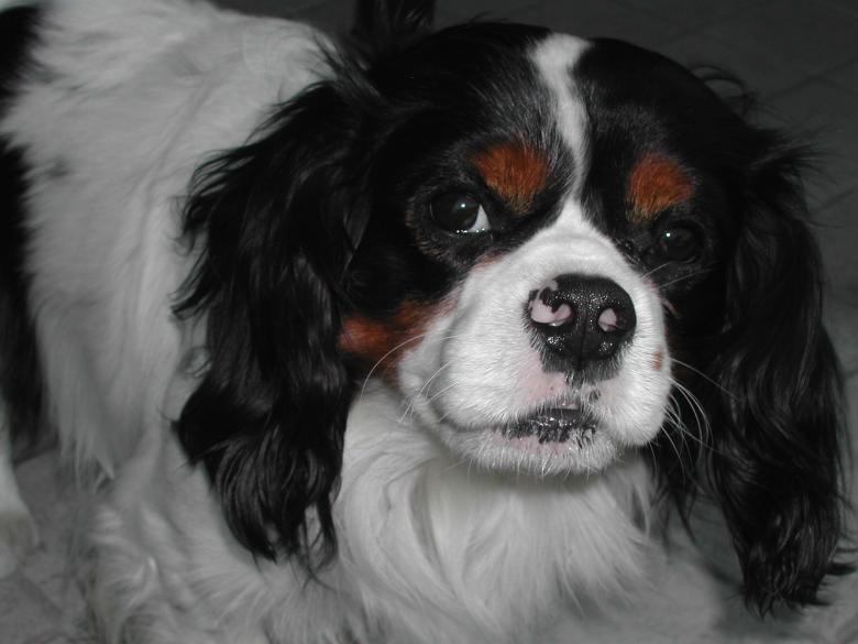 Free stock image of Pet Dog created by Pixabay