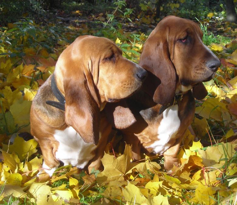 Free stock image of Dog Couple created by Pixabay