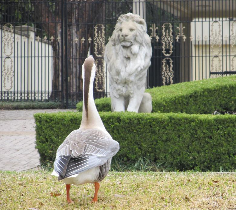 Free stock image of Goose created by Pixabay