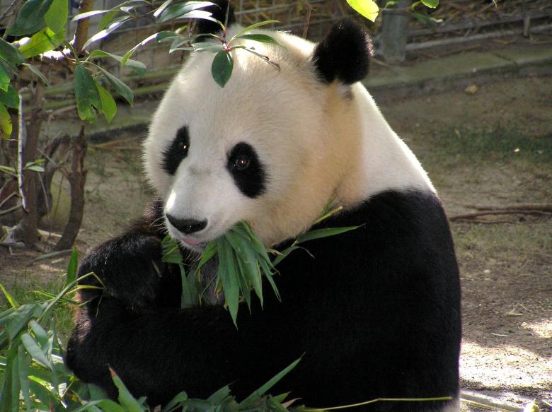 Free stock image of Panda in the Zoo created by Pixabay