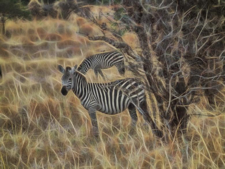 Free stock image of Fractal Zebra created by terry robinson