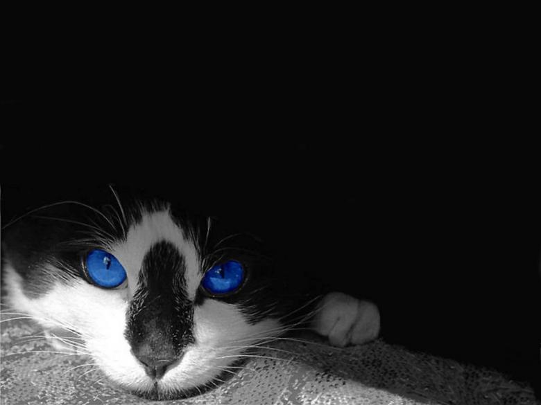 Free stock image of Pet created by Pixabay